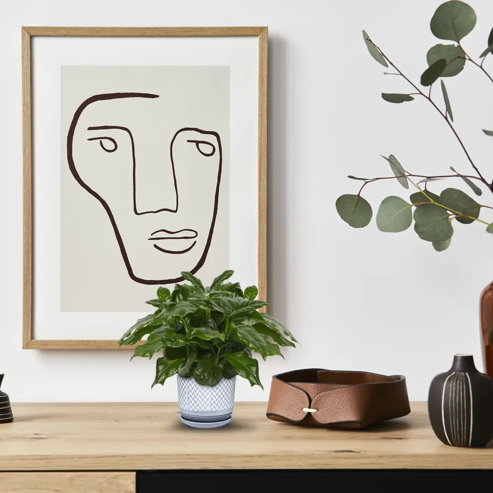 Santreyd Кофейное дерево аравийское - вечнозеленый комнатный кустарник 82560396 STLM-0029934 - Вид №3