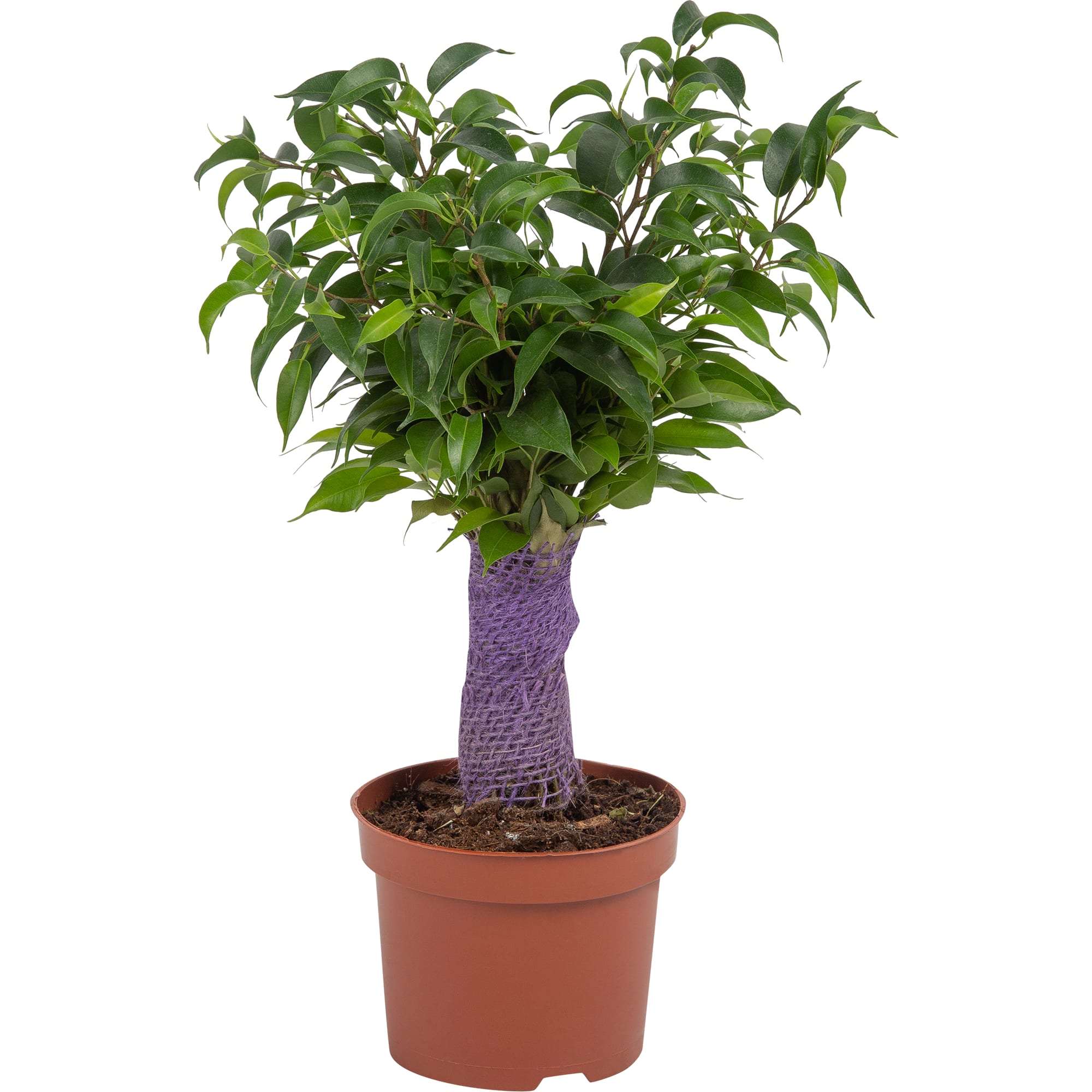 82850358 Фикус "Наташа цветной джут" 12х35 см Santreyd 