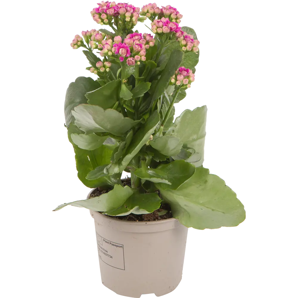 Santreyd Каланхоэ Каландива - цветущий суккулент с продолжительным цветением 14448025 STLM-0004954