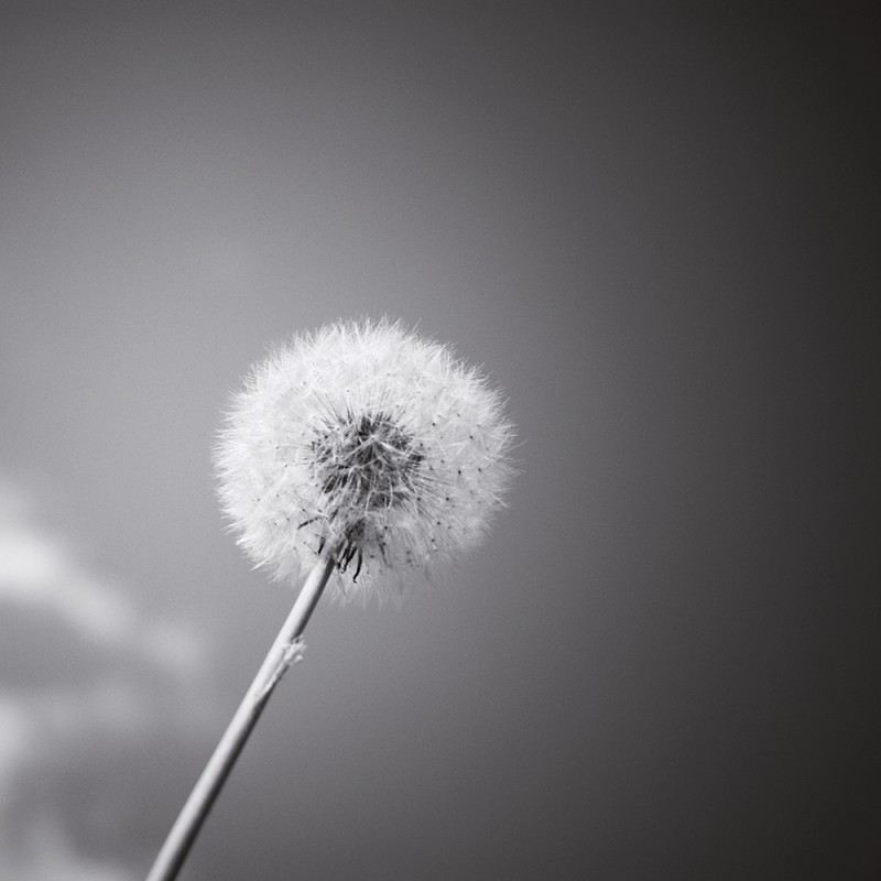 0436/CX38 Картина 0413 Adriani e Rossi 