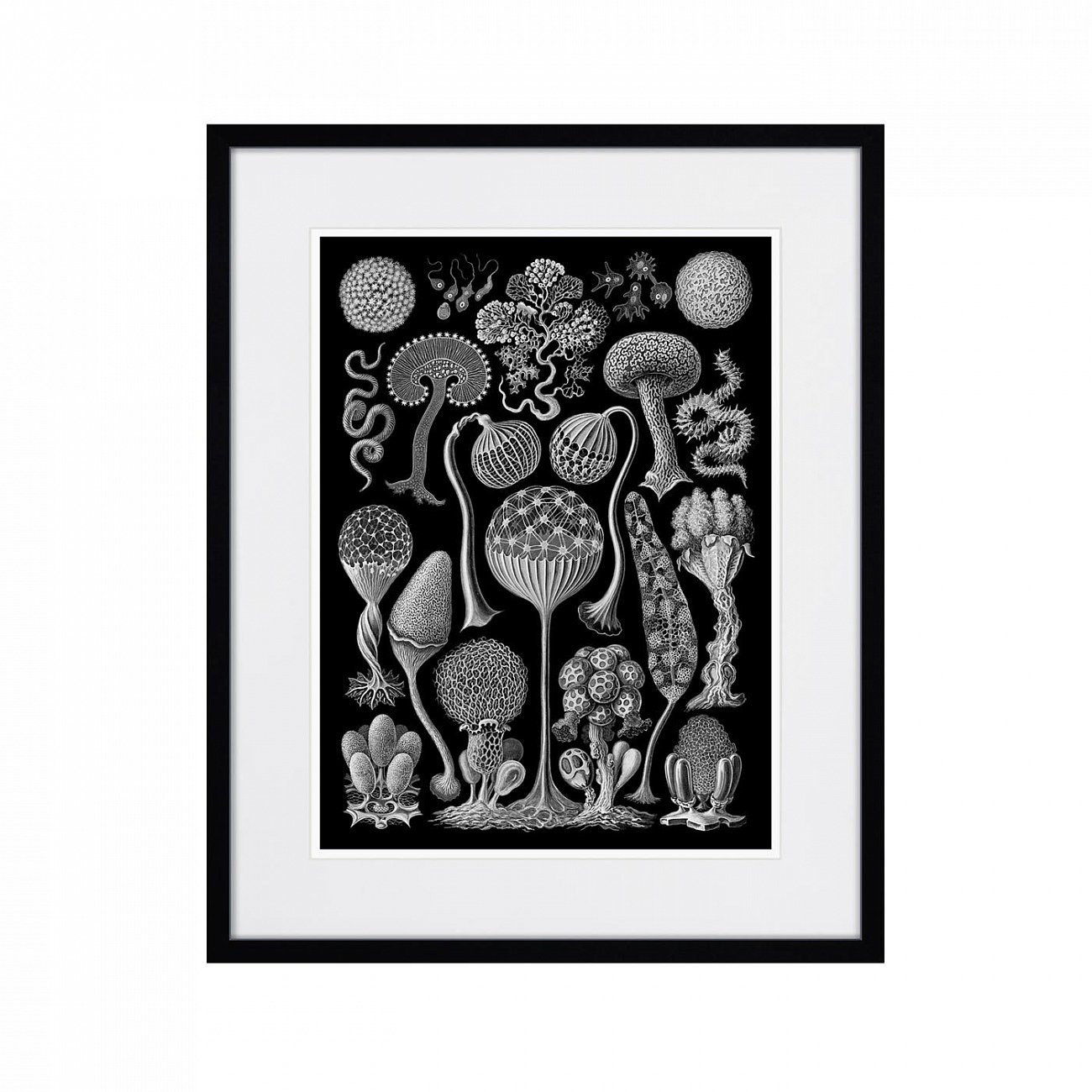 Картина в раме 52х42 см Art forms of nature №3, 1897г. КАРТИНЫ В КВАРТИРУ  264459 Белый;черный  - Вид №1