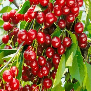 Вишня Любская пакет