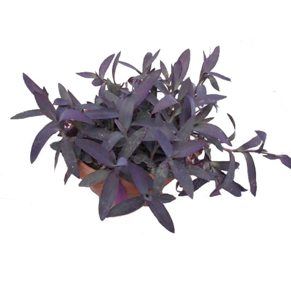 Santreyd Сеткреазия — ампельное чудо с фиолетовыми листьями 89394873 STLM-1539900