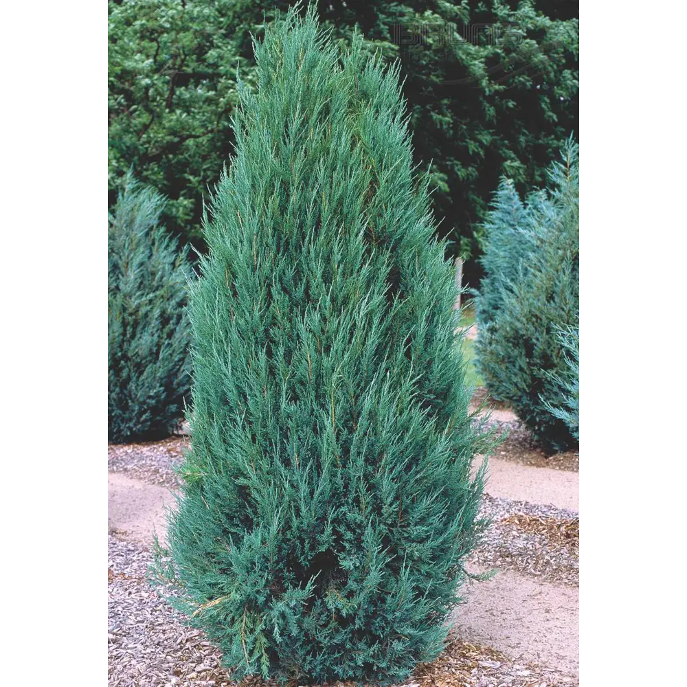 Можжевельник скальный Мун Глоу ø22 h100 см PLANTMARKET STLM-2036887
