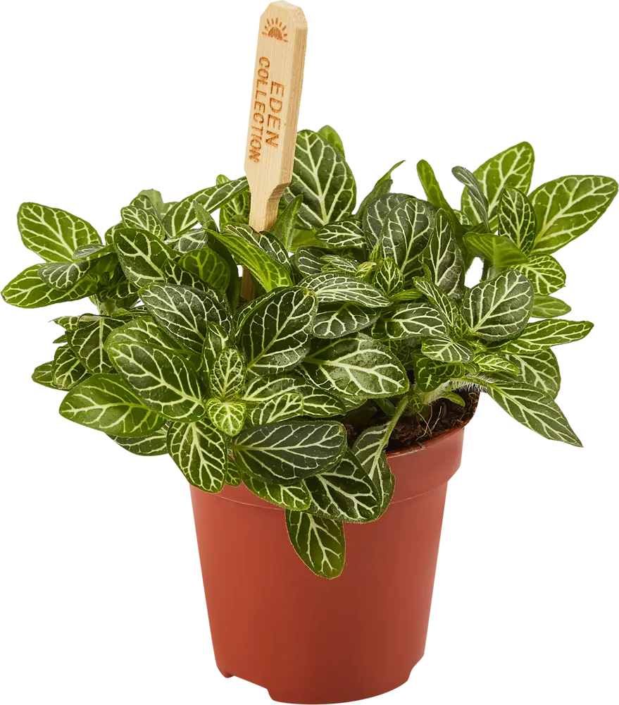 Santreyd Фиттония Бамбино - декоративное растение для интерьера 82932812