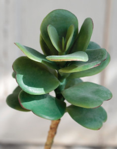 6040 883 a3 Пластиковая эхеверия на палочке, 20 см, зеленая H-andreas