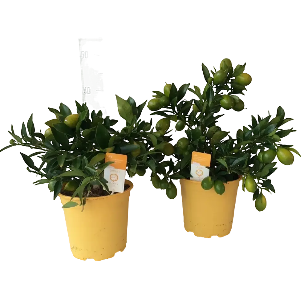 Santreyd Цитрус микс — вечнозеленое комнатное растение с цветением круглый год 86750173 STLM-1391754