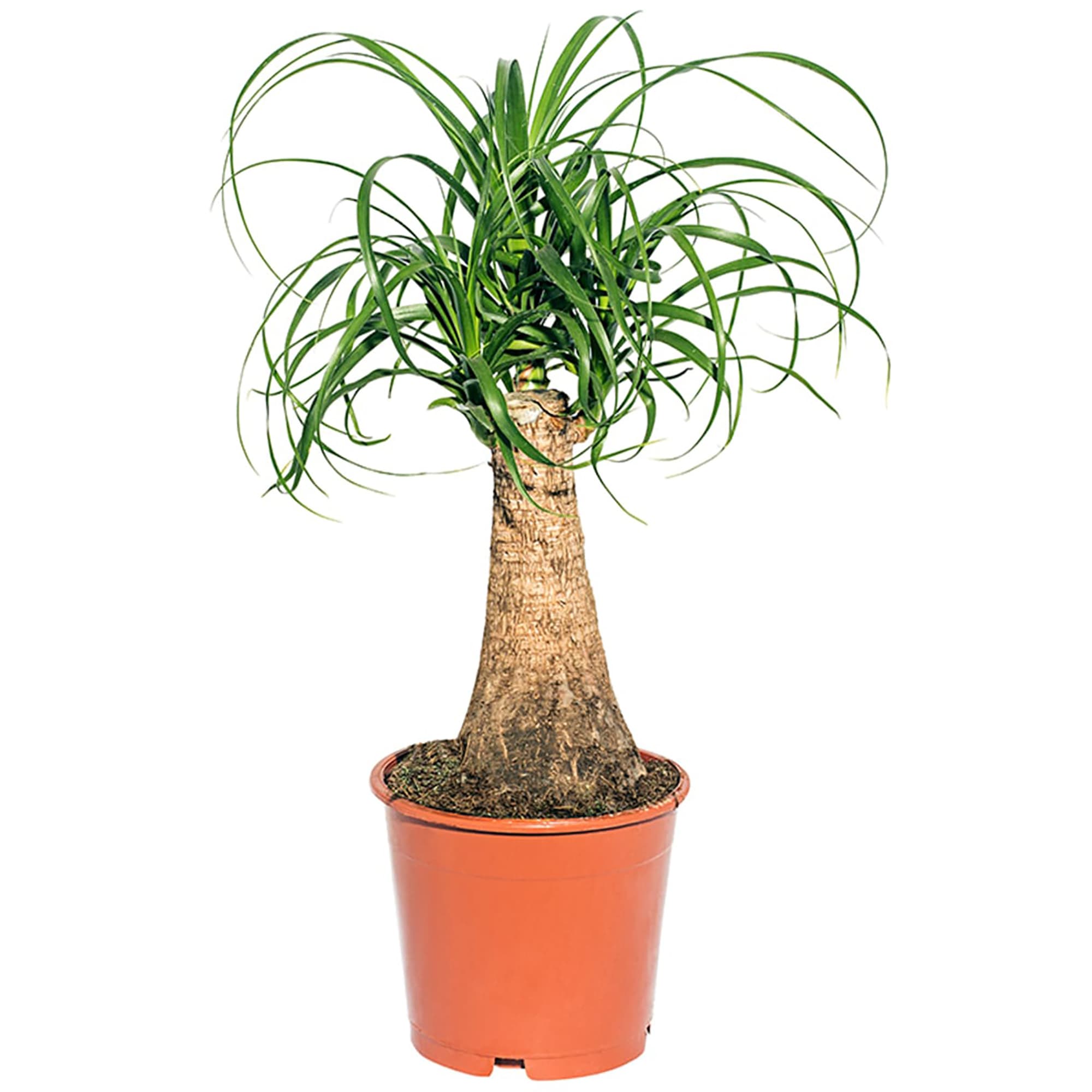 82892079 Нолина 27x100 см Santreyd 