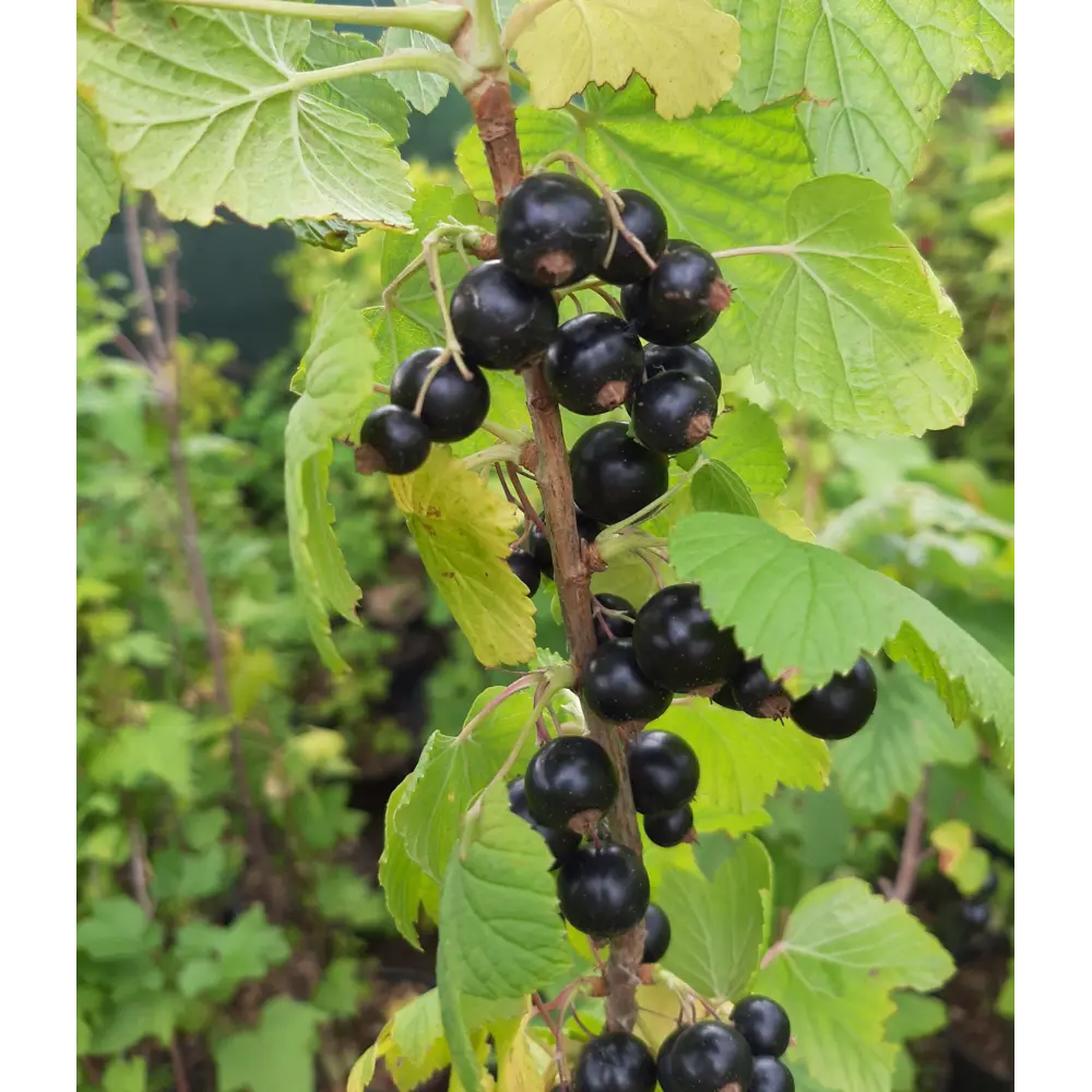 Смородина черная Багира ø15 h30 см PLANTMARKET STLM-2154263