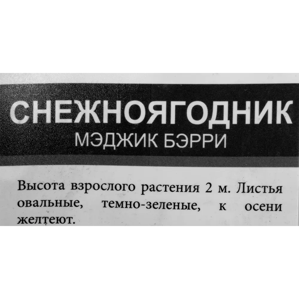 Снежноягодник «Мэджик Бэрри» 2 л h40 см 82207560 STLM-2042234 Santreyd  - Вид №1