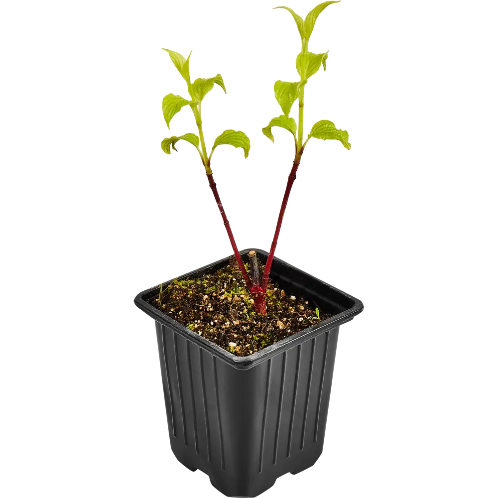 Santreyd Дерен белый Сибирика - декоративный кустарник для живых изгородей 89364986 STLM-0964552