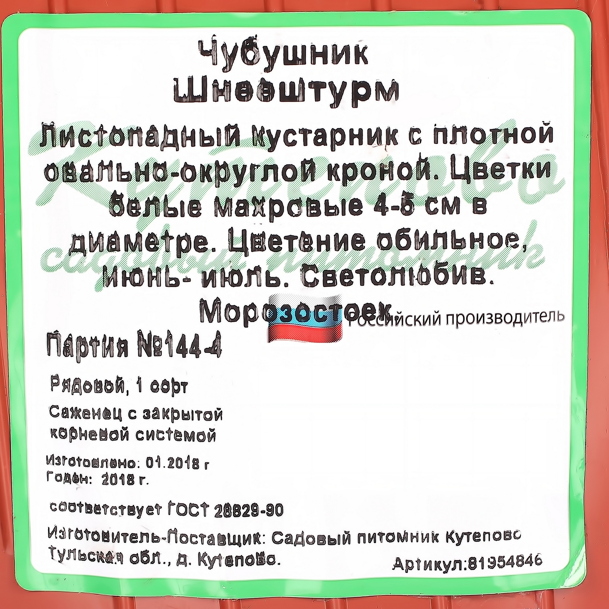 Садовый жасмин Шнеештурм Santreyd - махровый белоснежный кустарник 81954846 STLM-0015199 - Вид №2