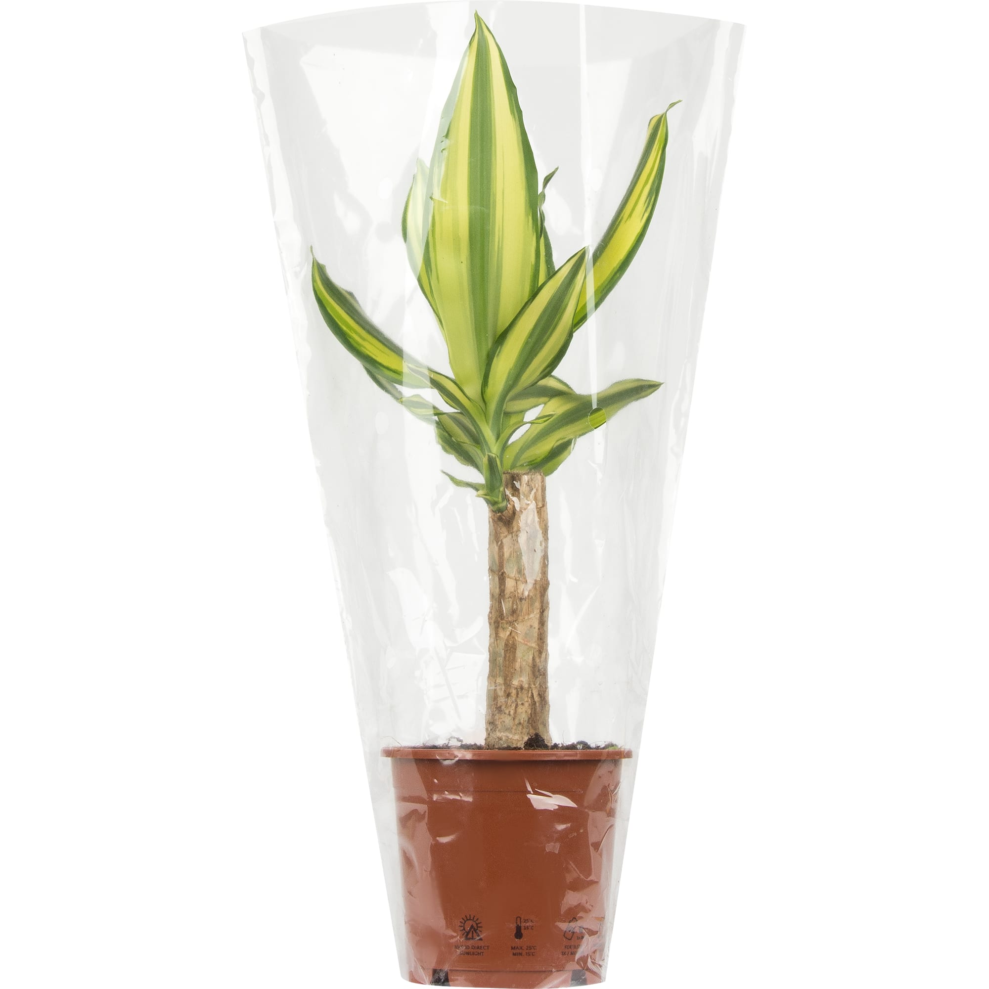 18785969 Плант микс 12х40 см Santreyd  - Вид №3