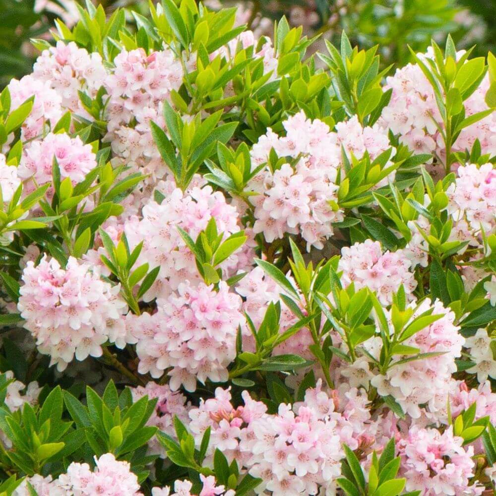 Рододендрон Блюмбукс Santreyd — вечнозеленый кустарник с розовыми цветами 87718479