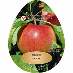 83791270 Яблоня Скала