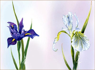 00863 Декупажная карта 21 x 29.7 см СК "Королевские ирисы" Чип-Арт 