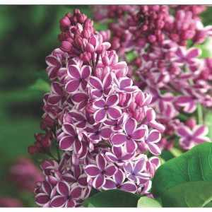 81968682 Сирень обыкновенная «Сенсейшн», контейнер 2-3 л