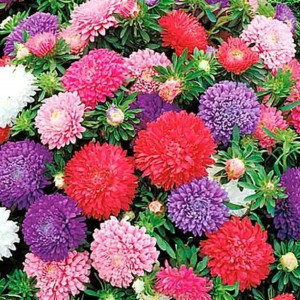 17250920 Астра «Миледи» смесь окрасок