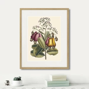 Литография на тонированной бумаге 52х42 см Cashew Tree, 1742г. КАРТИНЫ В КВАРТИРУ  264406 Белый;коричневый;разноцветный