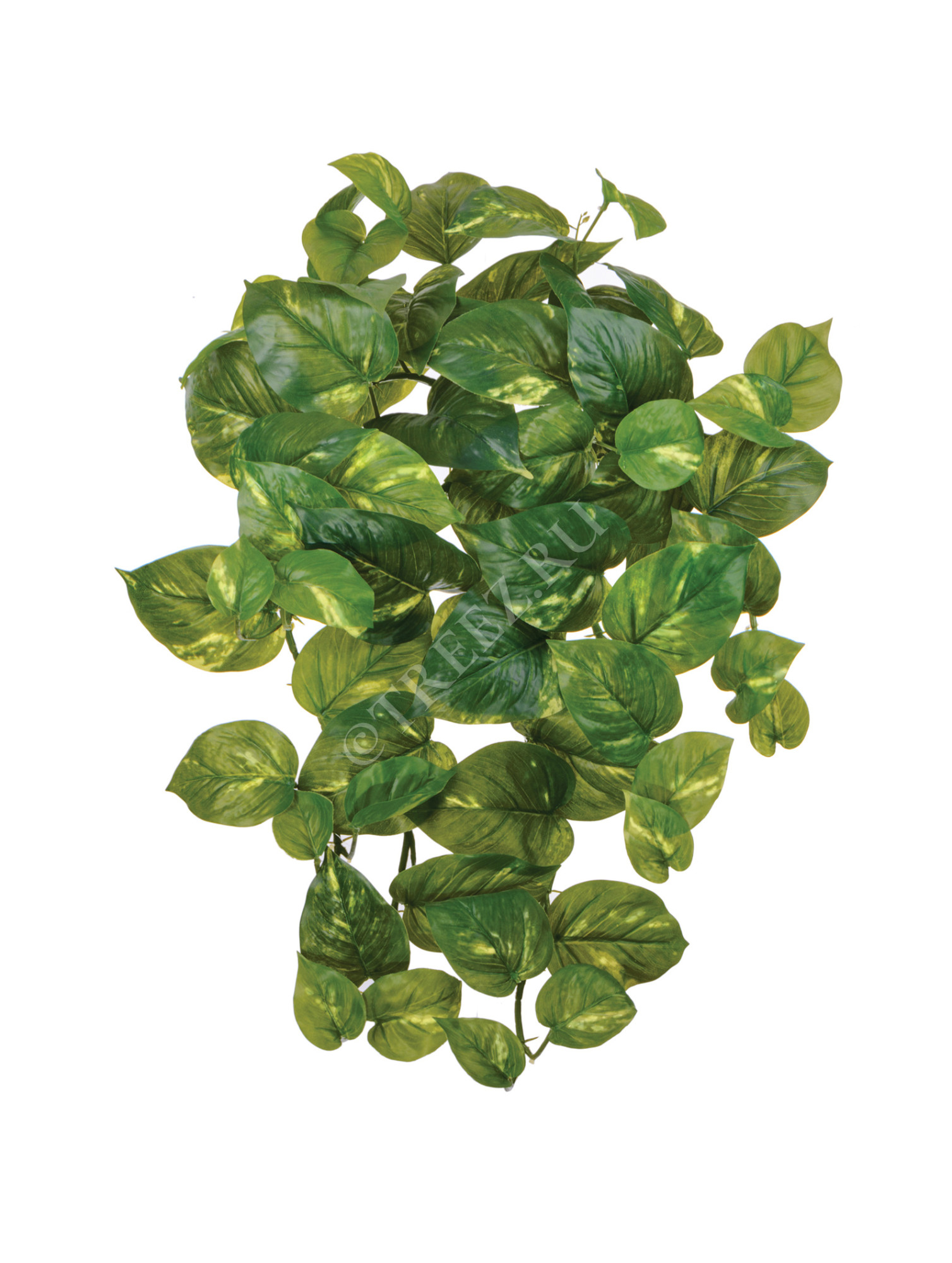 20.1380M Потос крупнолистный ампельный средний Цветочная коллекция 