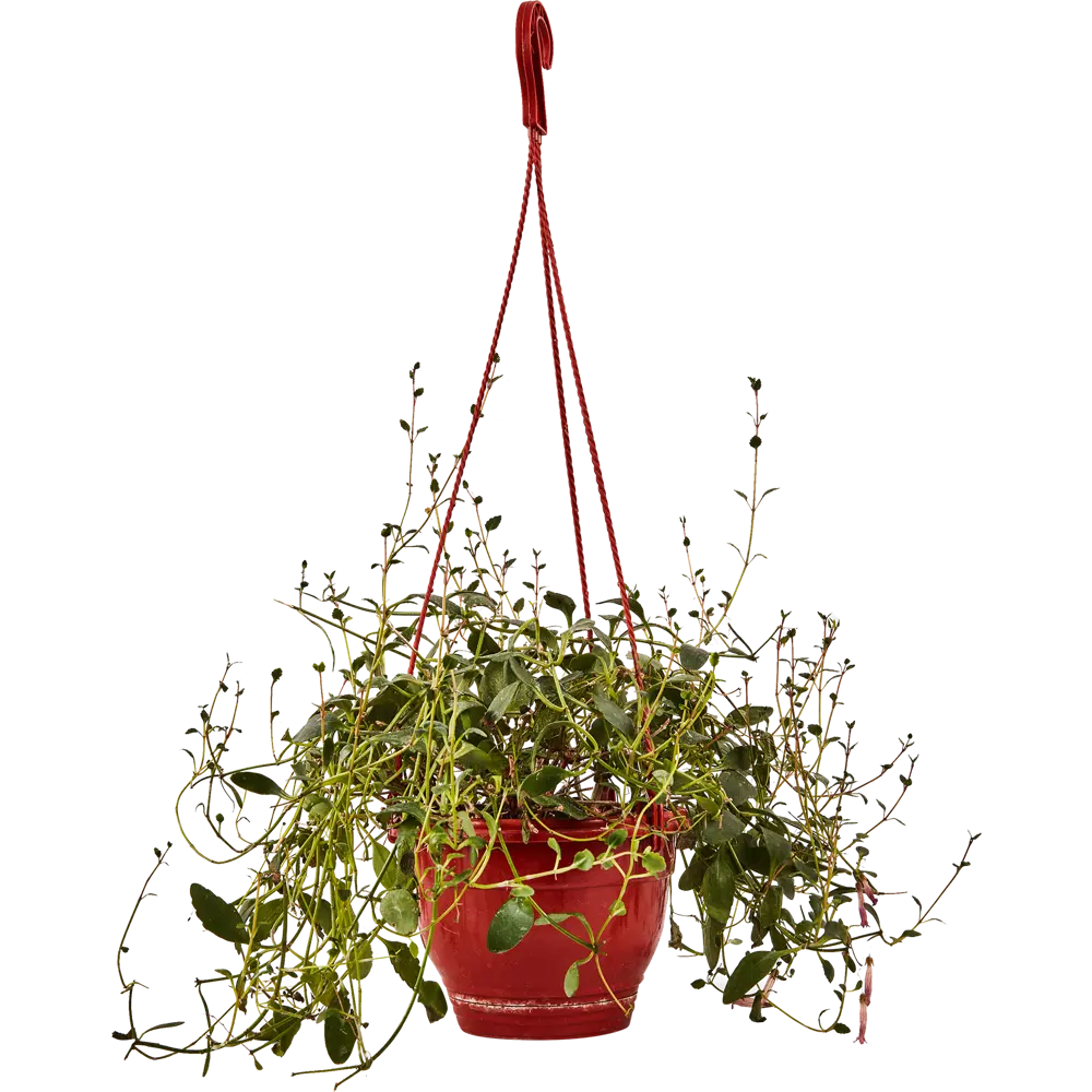 Santreyd Каланхое Мангини - цветущий суккулент для интерьера 89296620 STLM-1343701