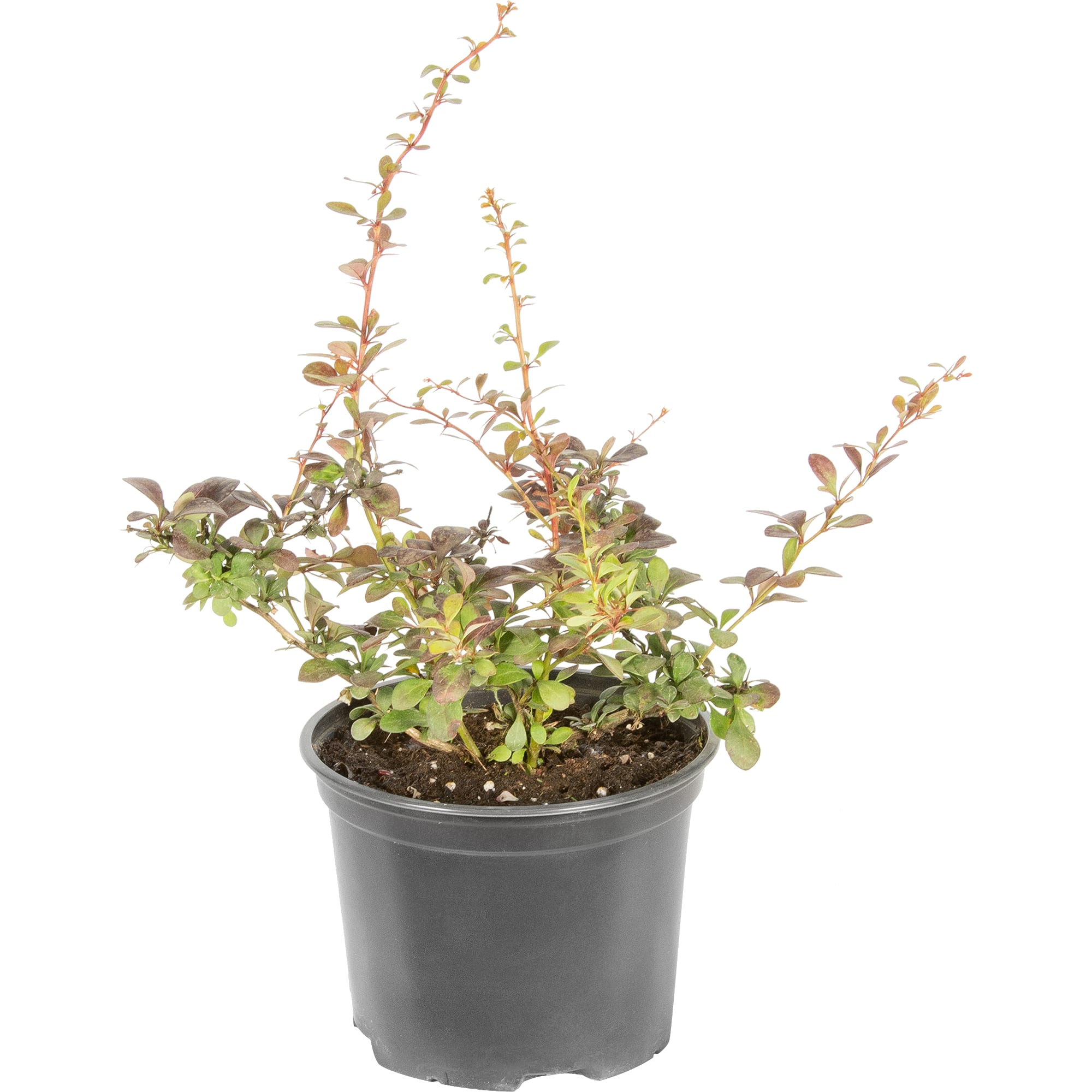 82219495 Барбарис Тунберга «Дартс Ред Леди» 2 л h20 см Santreyd 