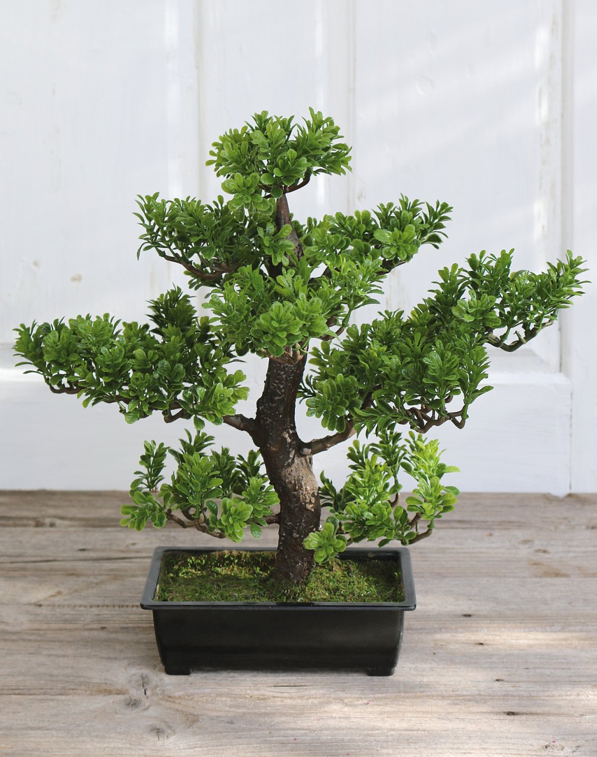 5922 883 a3 Имитация самшита бонсай, горшечная, 42 см, зеленая H-andreas  - Вид №1