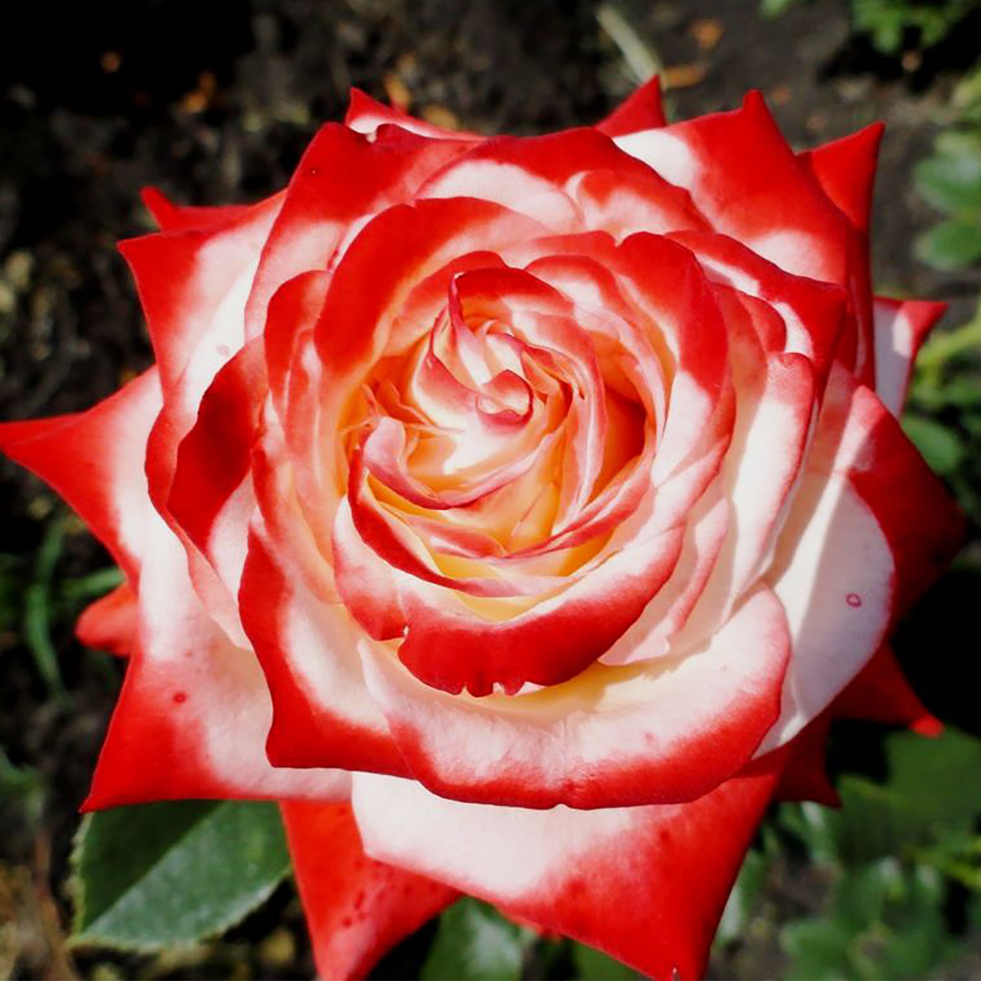 18346261 Розы чайно-гибридные «Императрица Фара» Santreyd  - Вид №4