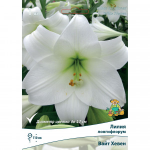 82662616 Лилия лонгифлорум «Вайт Хевен» размер луковицы 14/16