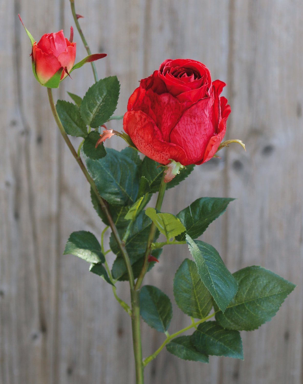 2628 444 a3 Искусственная роза, 1 цветок, 1 бутон, 80 см, красная H-andreas  - Вид №4