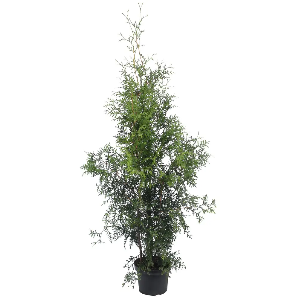 Туя западная «Смарагд» С3, 60-70 см PLANTMARKET STLM-2186965