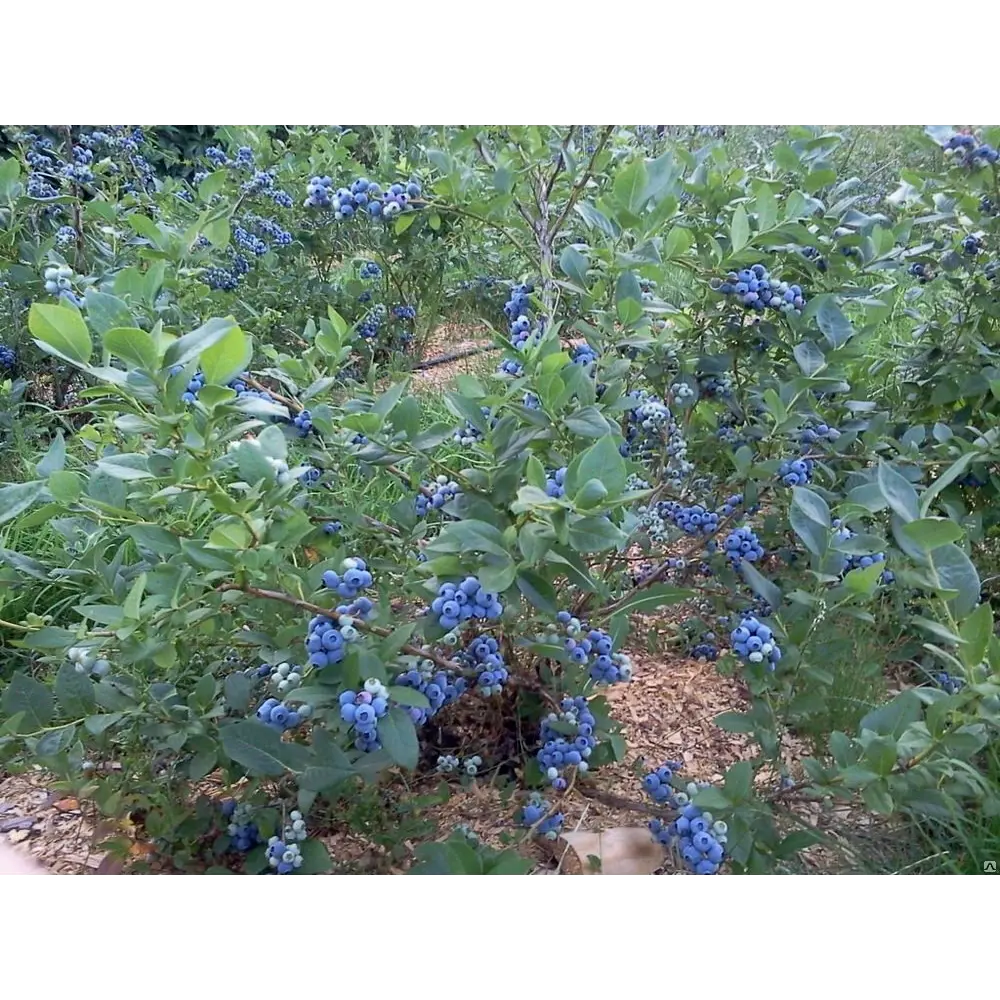 Голубика садовая Дьюк ø9 h20 см 87691180 STLM-2018052 PLANTMARKET 