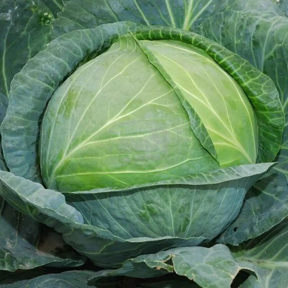 AGRONI Семена капусты «Золотой гектар» - ранний урожайный сорт 17250989 STLM-1506978