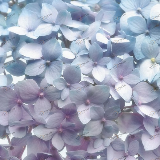 8-961-Light-Blue Фотообои Komar Imagine Edition 2 254х368 м 8961LIGHTBLUE