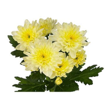 Хризантема кустовая балтика зембла 70 см Santreyd 25258