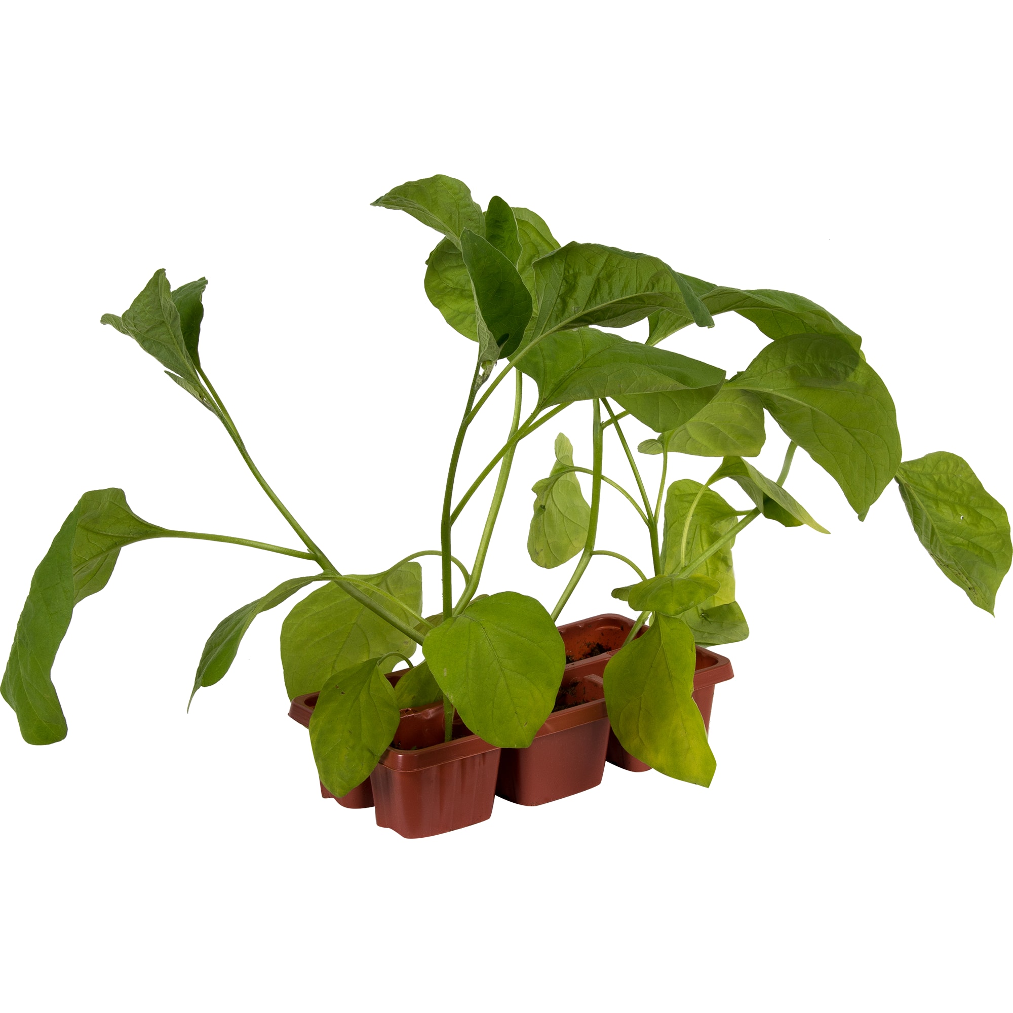 12713980 Баклажан, P6 Н15 Santreyd 