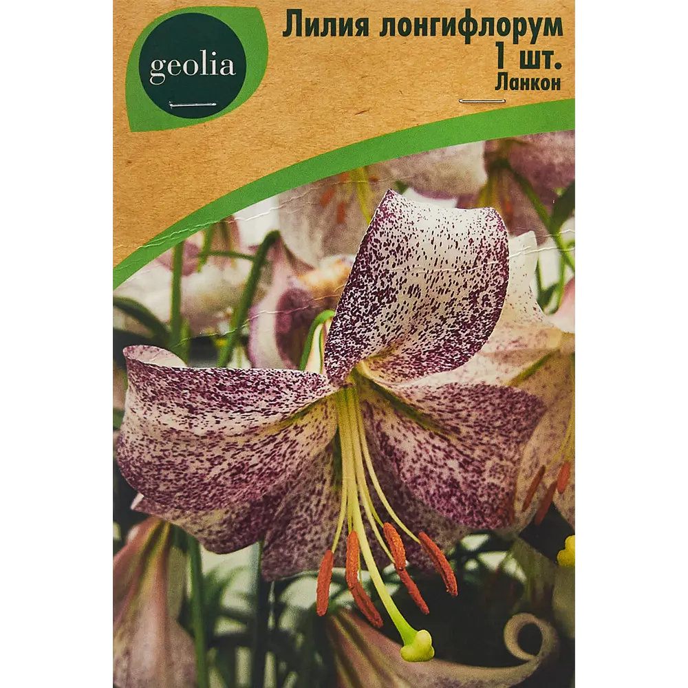 Лилия Geolia Лонгифлорум Ланкон 86408646 STLM-2143815 