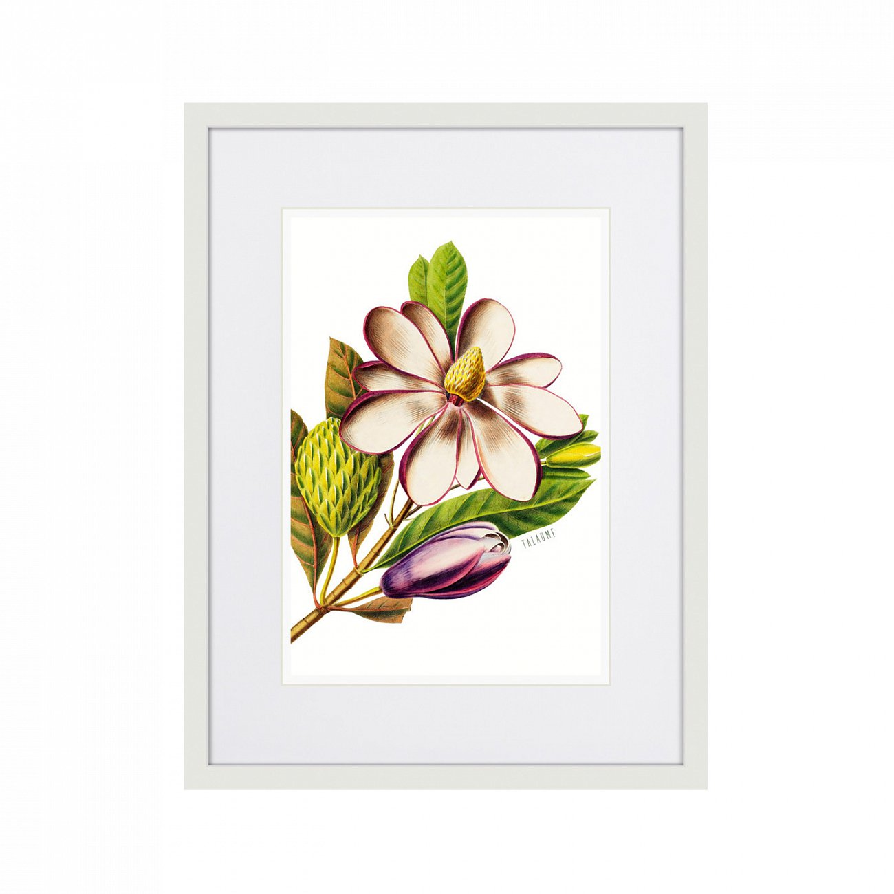 Картина: Caribian Flora Purple Magnolia, 1740г. КАРТИНЫ В КВАРТИРУ  264446 Разноцветный  - Вид №1