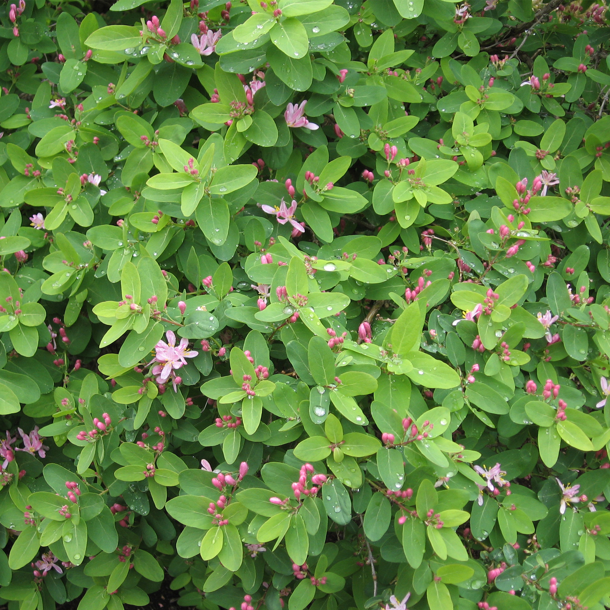 Жимолость татарская Santreyd - декоративный кустарник с бело-розовым цветением 18321128