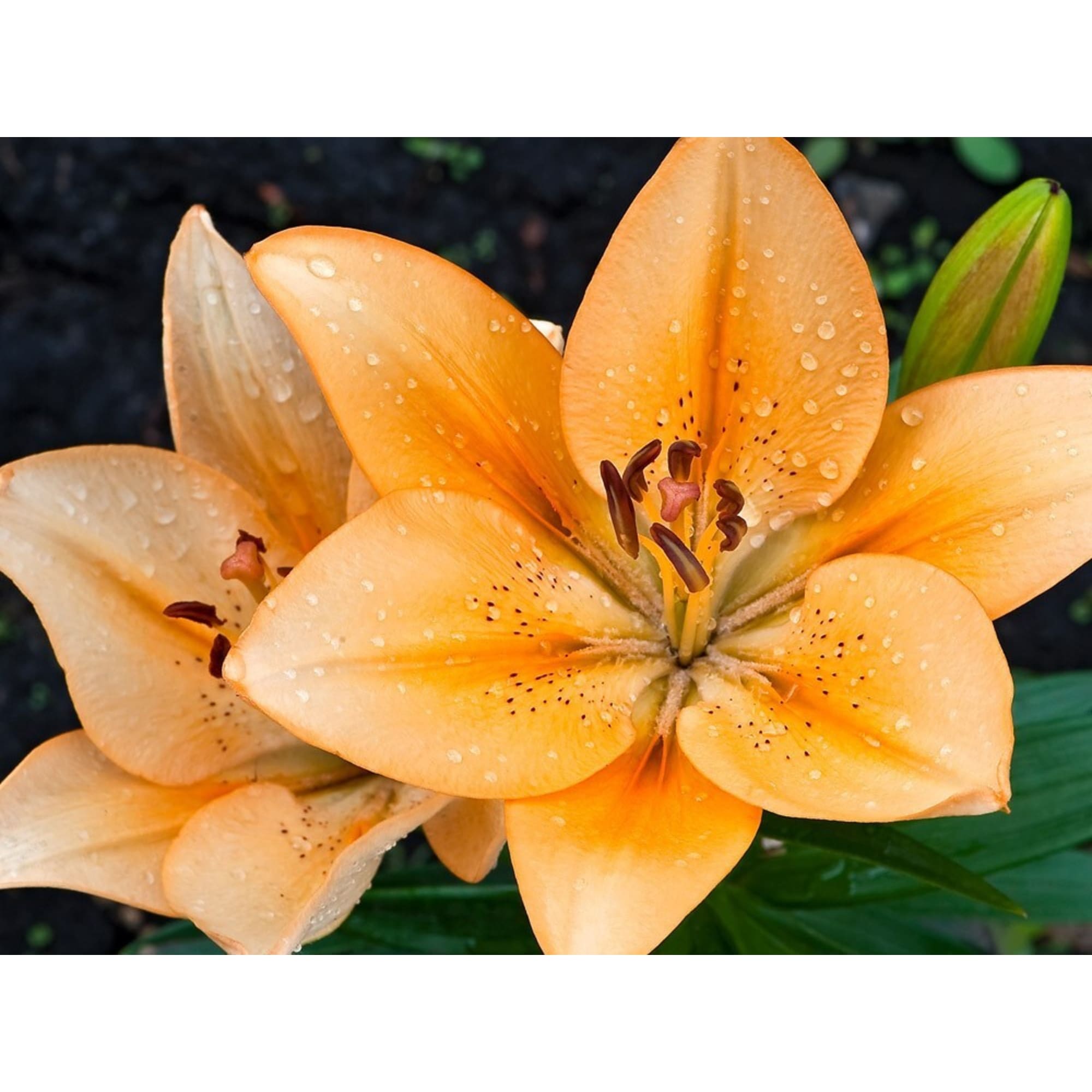 83761001 Лилия гибридная Салмон луковица 12/14 Santreyd 