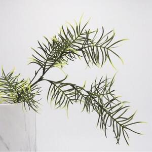 Спаржа искусственная