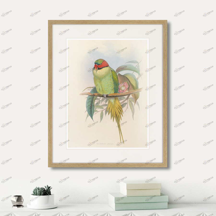Картина в раме 52х42 см Bonaparte's Parakeet, 1850г. КАРТИНЫ В КВАРТИРУ  264531 Зеленый;серый;разноцветный 