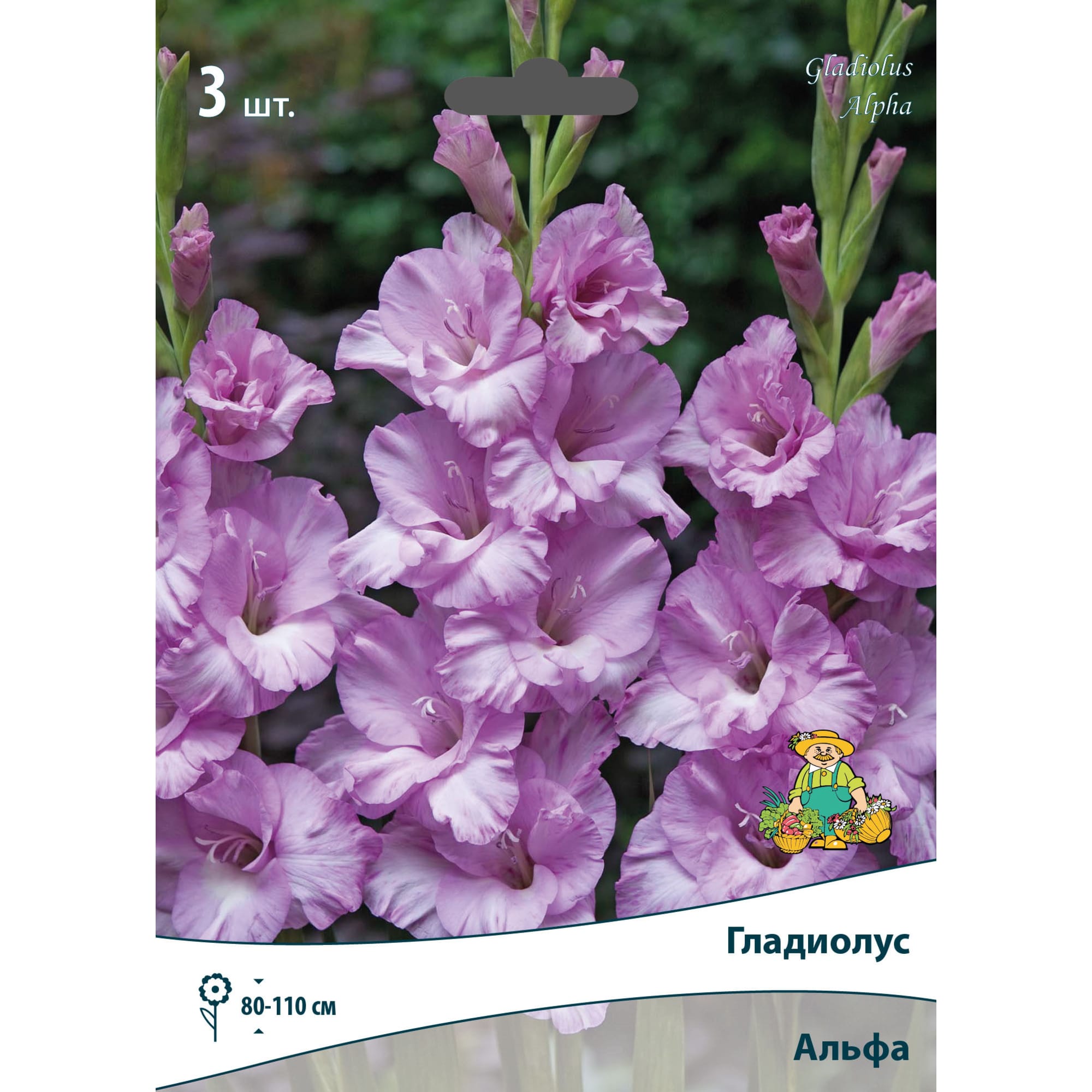 83596413 Гладиолус крупноцветковый Альфа луковица 10/12 Santreyd 