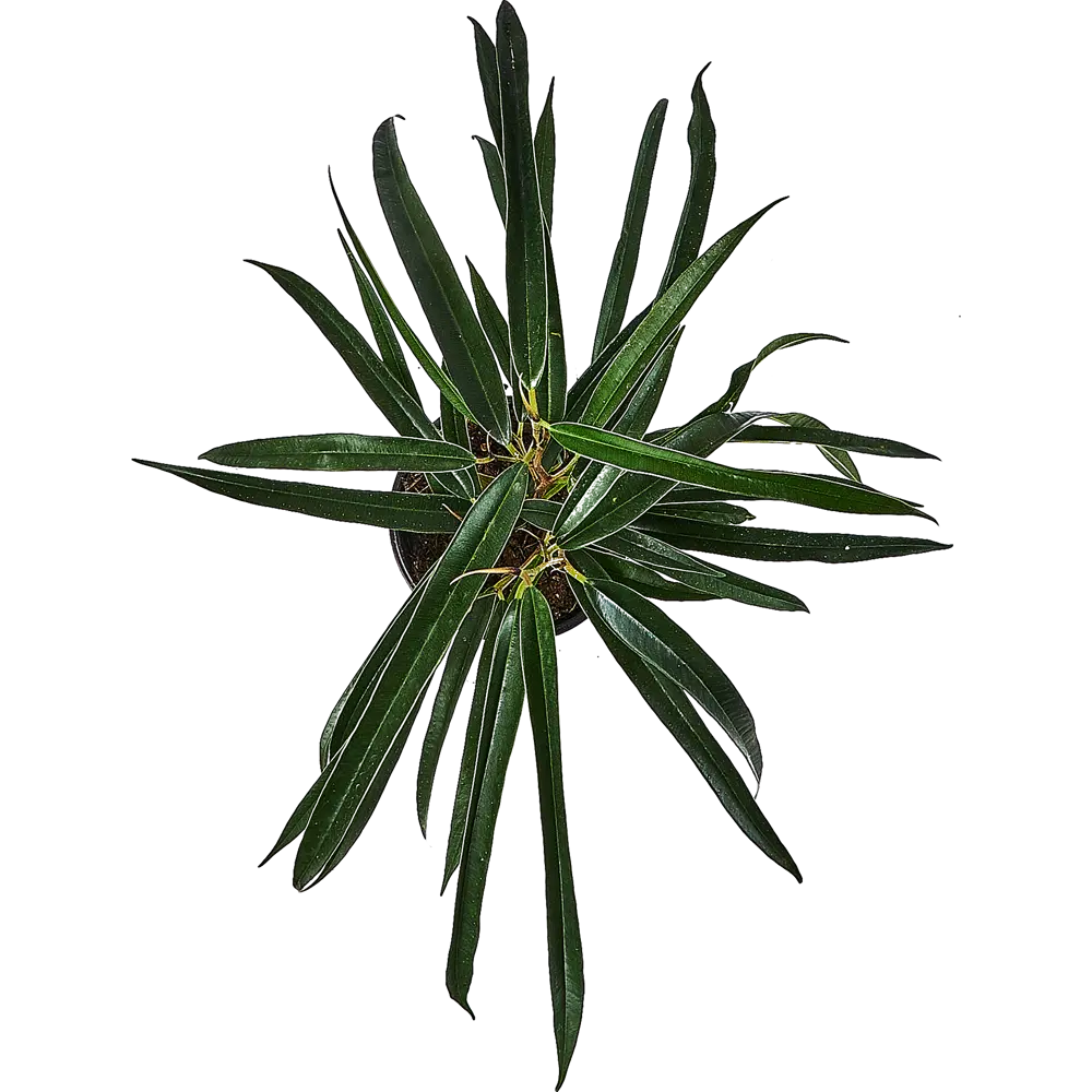 Фикус Эластика Мелани Santreyd — изящное комнатное растение в горшке 89351065 STLM-0955832 - Вид №2