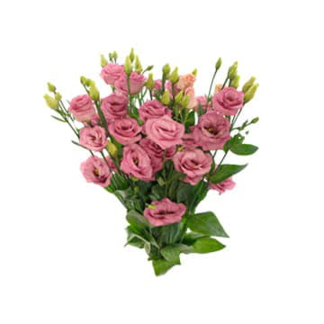 Лизиантус ду розита розе пинк 75 см Santreyd 24159 - Вид №1