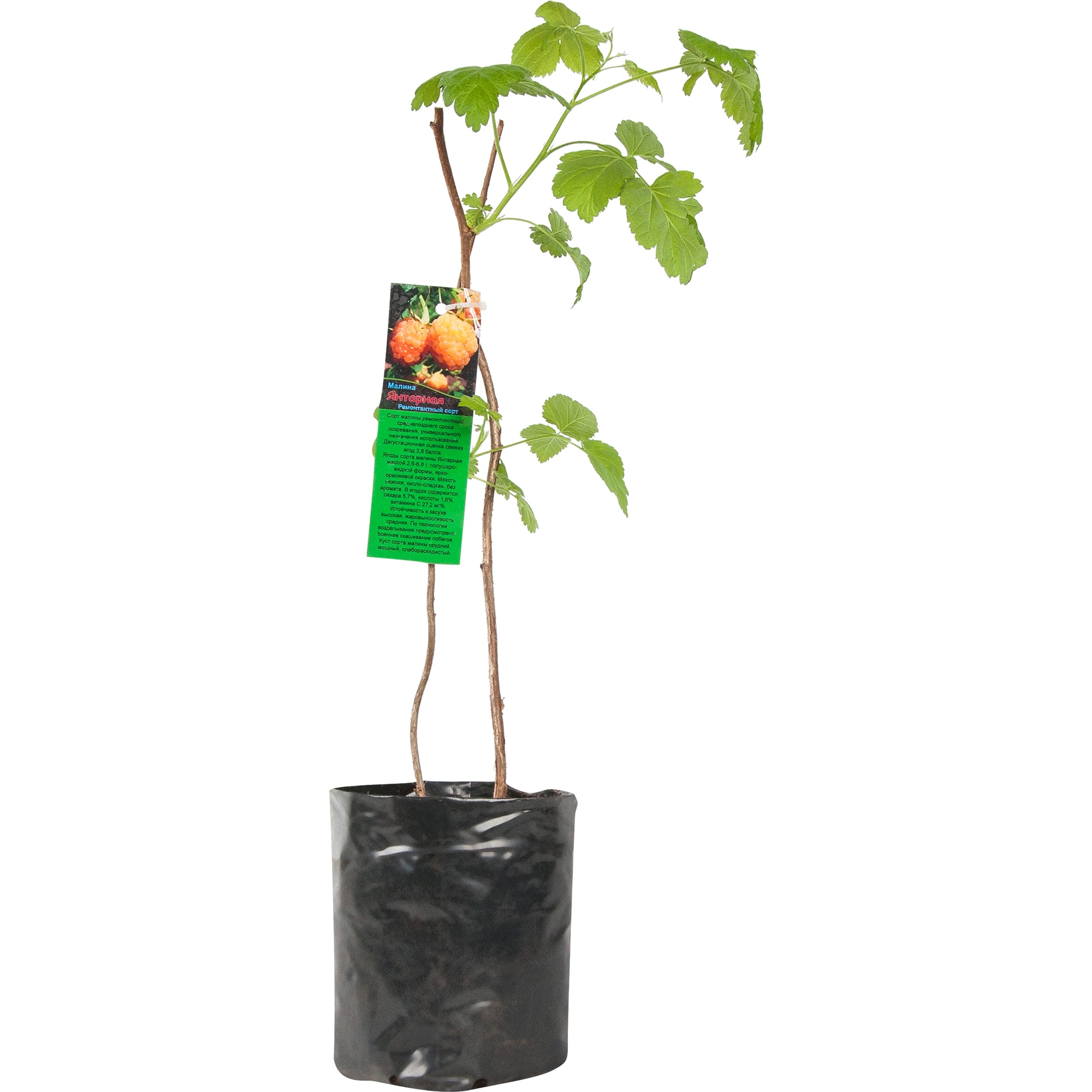 82601709 Малина садовая «Янтарная» 1.5-2 л высота 20-40 см Santreyd  - Вид №2