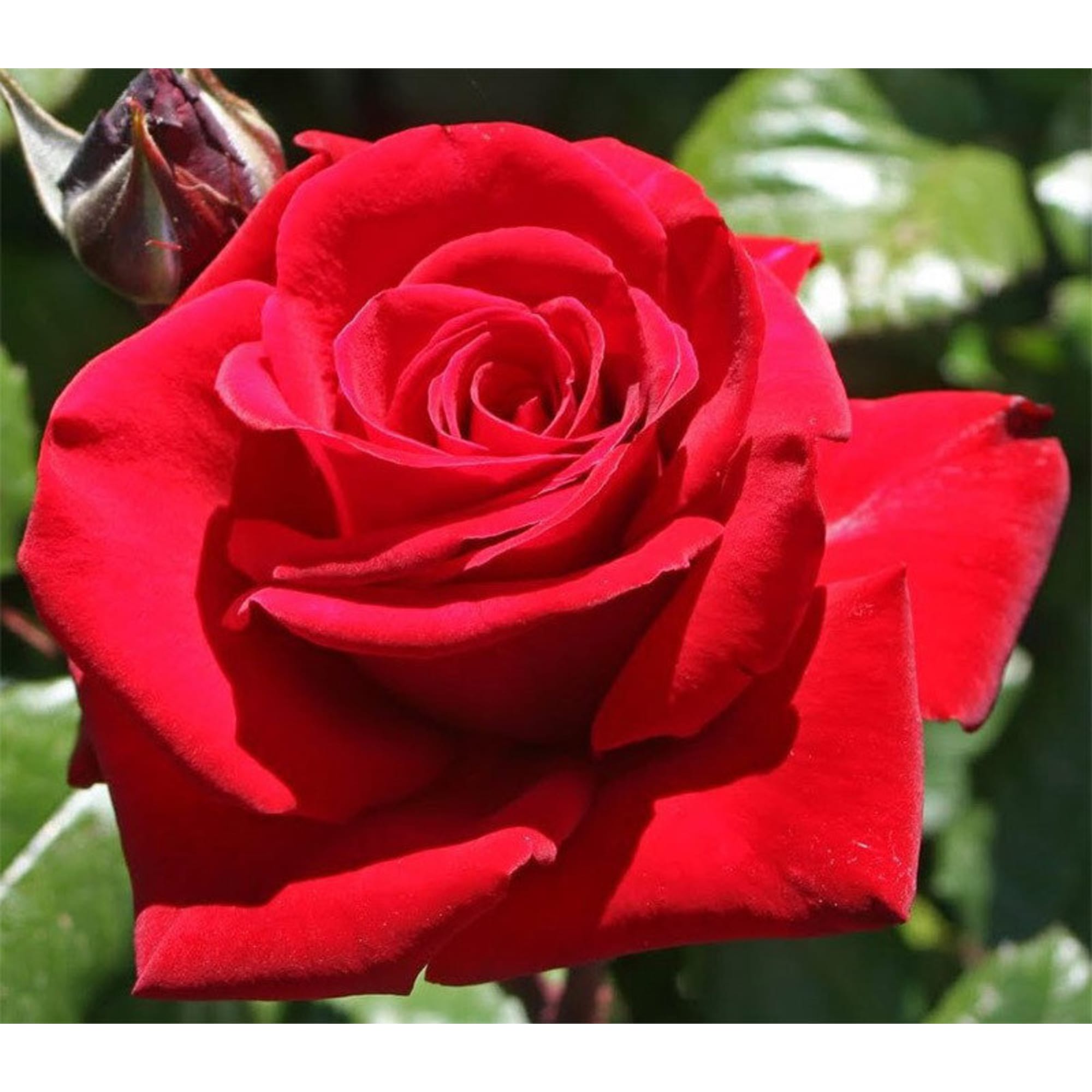 85589144 Роза чайно-гибридная Ред Берлин ø15 h30 см Santreyd 