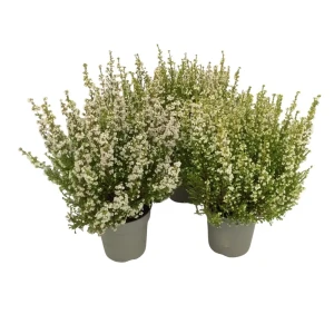 Эрика Грацилис белая - декоративный кустарник для альпинария 89437940