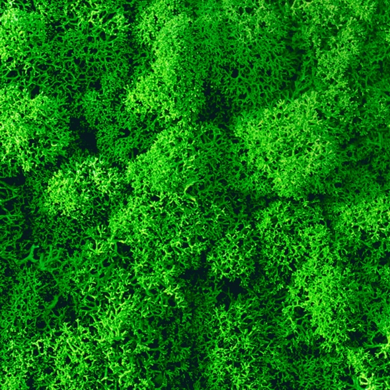 VER001 Лишайник Adriani e Rossi 01 Мох светло-зеленый  - Вид №7