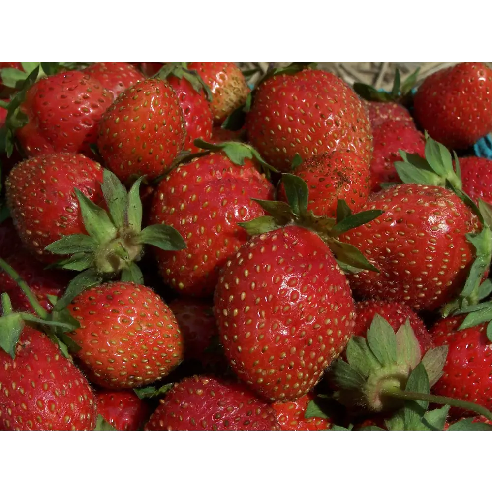 Земляника садовая «Дероял» 9x15 см PLANTMARKET STLM-2002140 - Вид №2